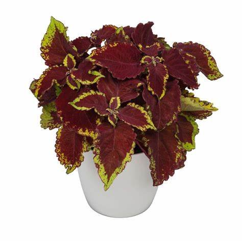 Coleus